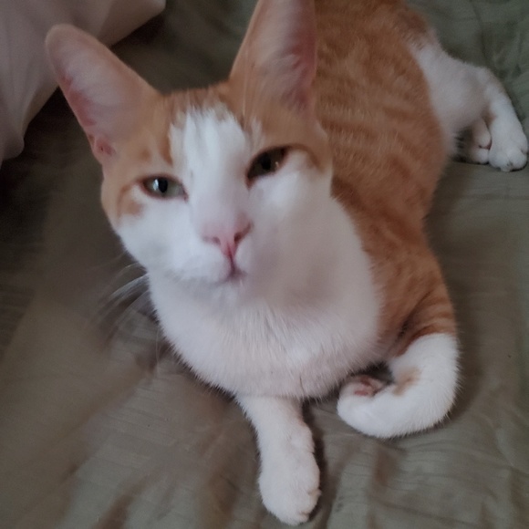 Meet your Posher, Lisa - Picture 1 of 1